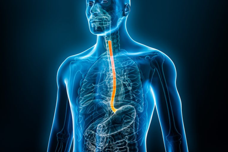 Oesophagus