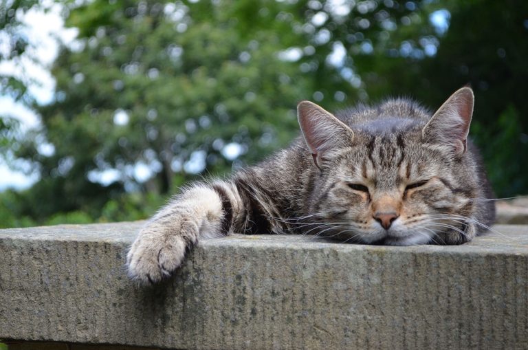 Adrenal fatigue and always tired