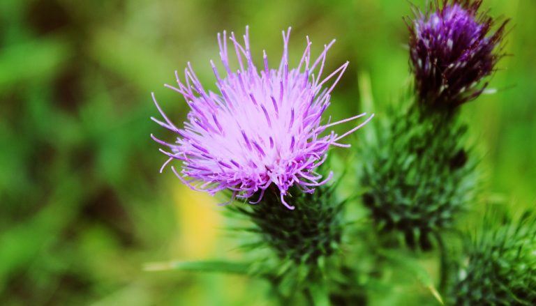 Can you overdose on milk thistle supplements