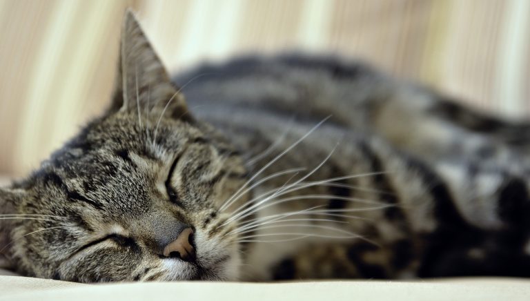 Young girl with chronic fatigue