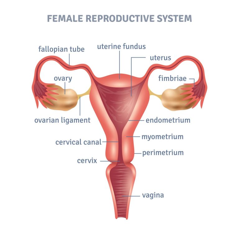 Uterus